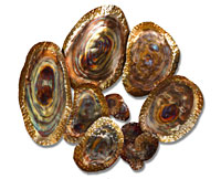 Abalone Shells